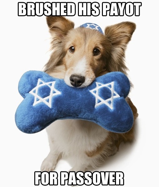 Pets Celebrate Passover 