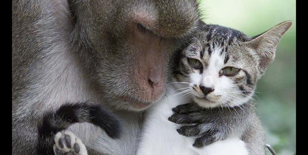 Unlikely Rare Animal Friendships