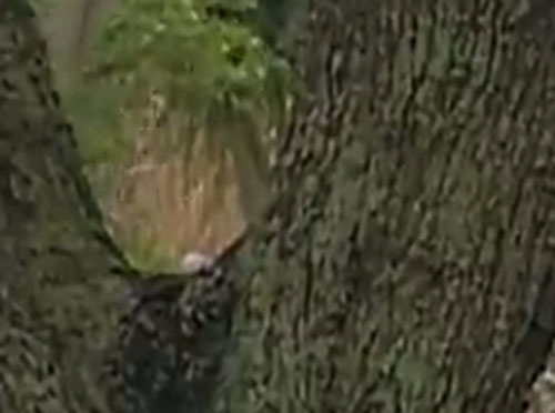 Sergio Garcia Climbs A Tree For One-handed Golf Shot (8 pics/ video)