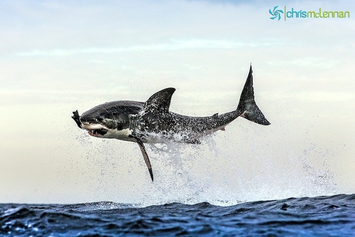 Perfectly Timed Photos of Great White Sharks Breaching By Chris McLennan