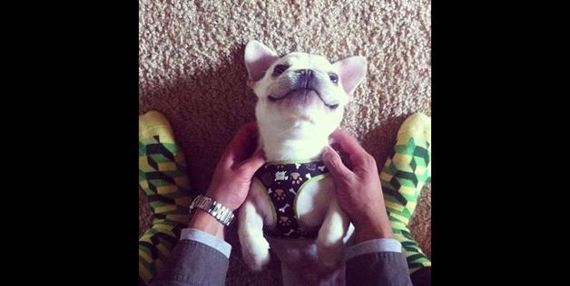 Meet Sir Charles Barkley The New Instagram* Star French Bull Dog