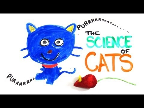 The Science Of Cats, Everything You Need To Know In 3 minutes 