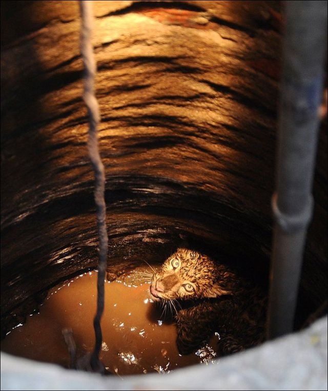 Leopard Looks for Food But Gets a Drink Instead 