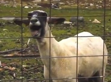 Cops Called on Human-Sounding Screaming Goat