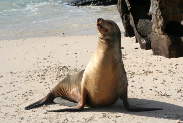 A Sea Lion that Dances to the Backstreet Boys