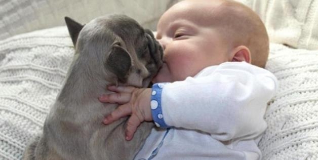 Cutest Pictures Ever? Baby Cuddles With French Bulldog Puppies