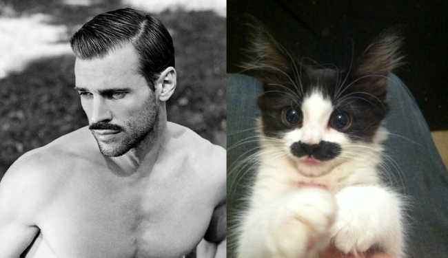 Tumblr Alert: Cats That Look Like Male Models