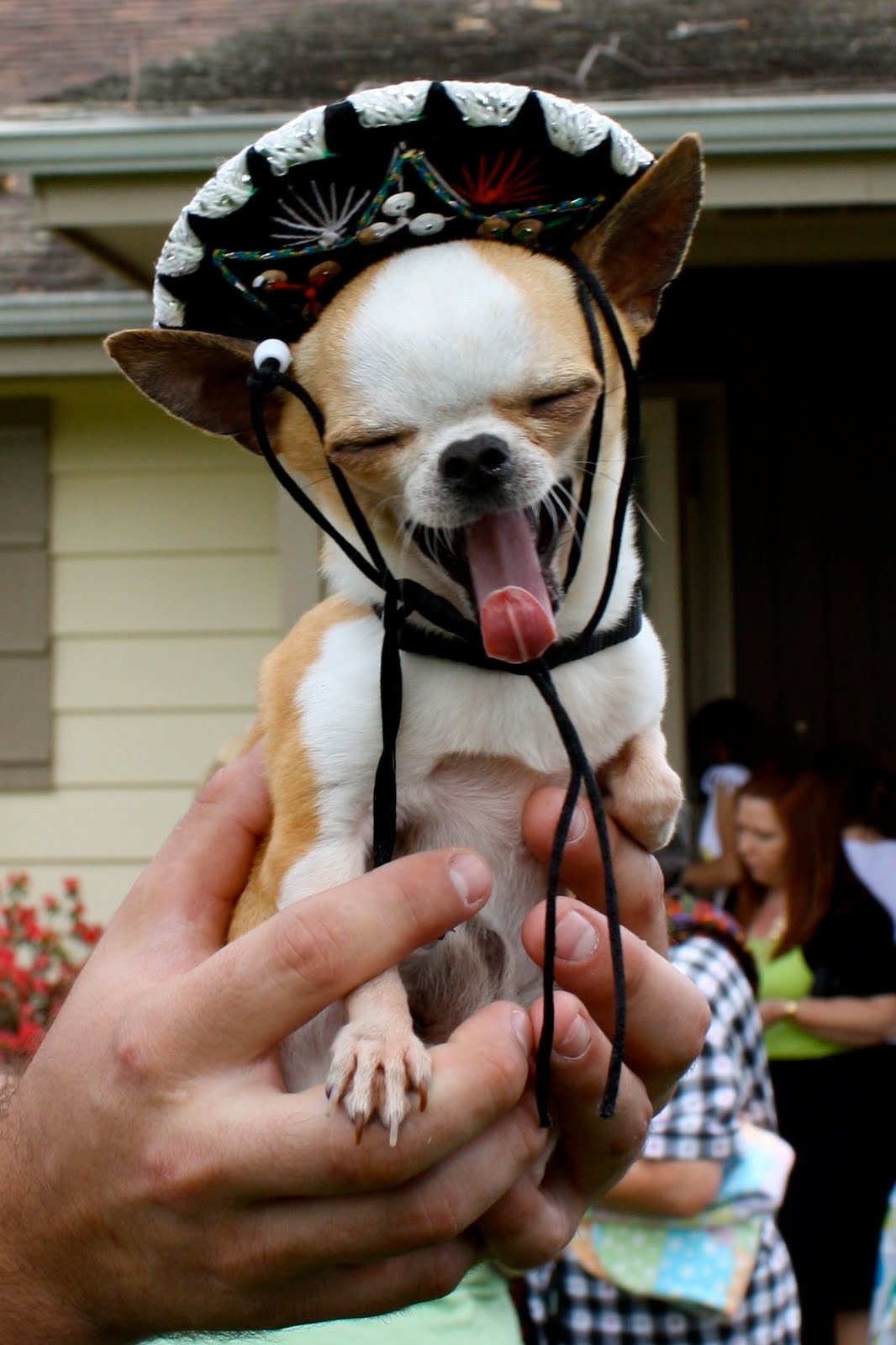 10 Dogs Who Are Psyched For Cinco De Mayo.