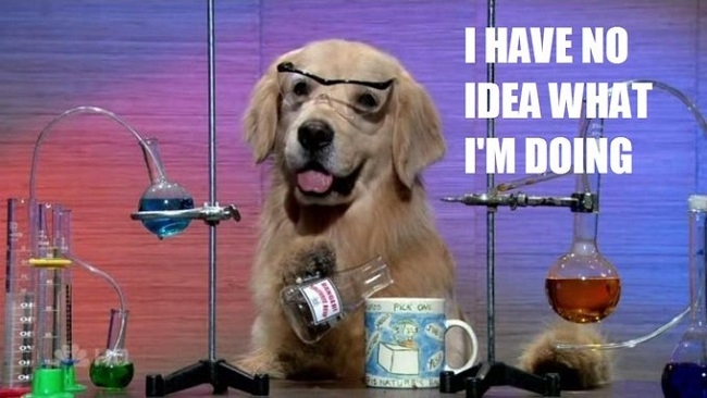 Meme Watch: Dogs Saying 'I Have No Idea What I'm Doing'