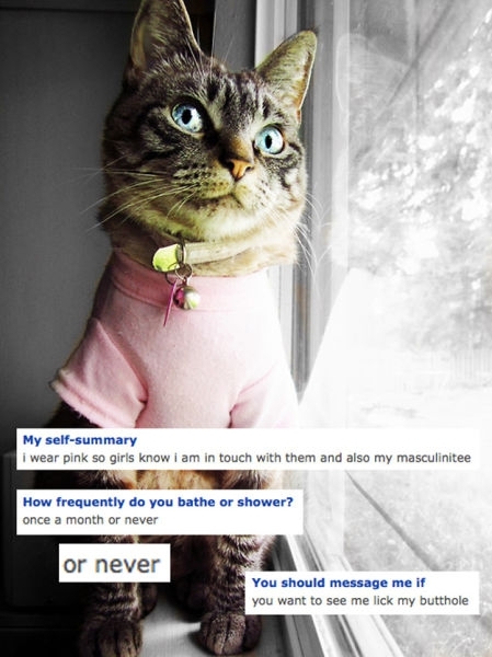 The Weirdest Cats You Might Run Into on OkCupid 