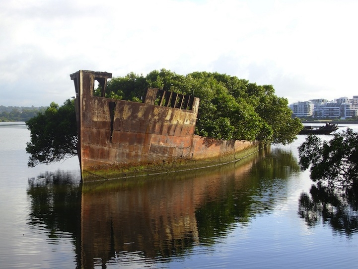 102-Year-Old Abandoned Ship is a Floating Forest