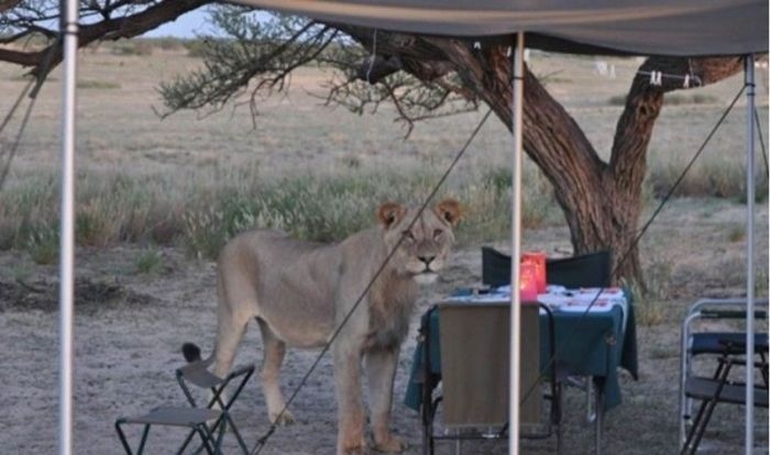 When Lions Come for a Visit 