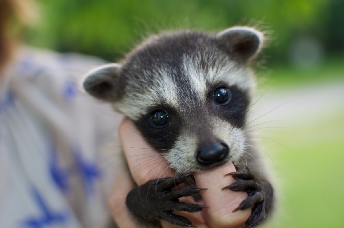 Take A Shot Of Baby Raccoon Cuteness!