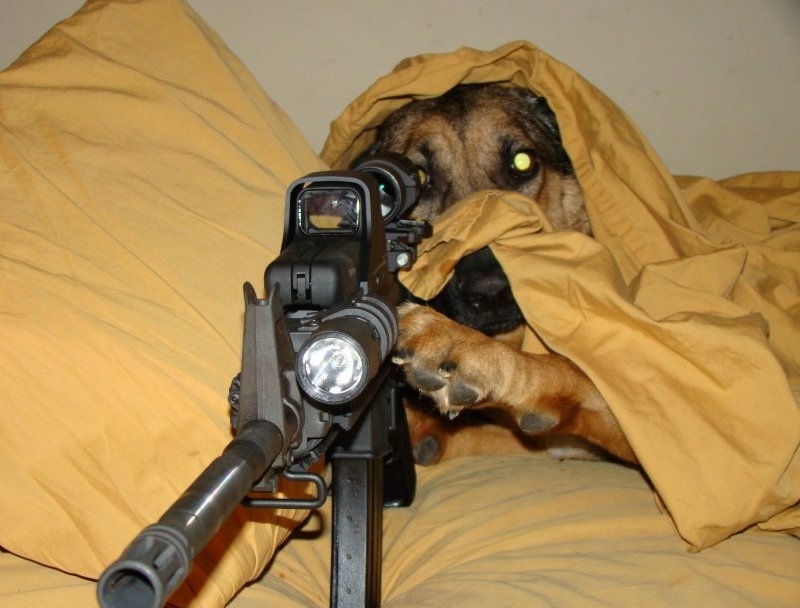 Ready Or Not...Hide And Seek Dogs! Too Cute.