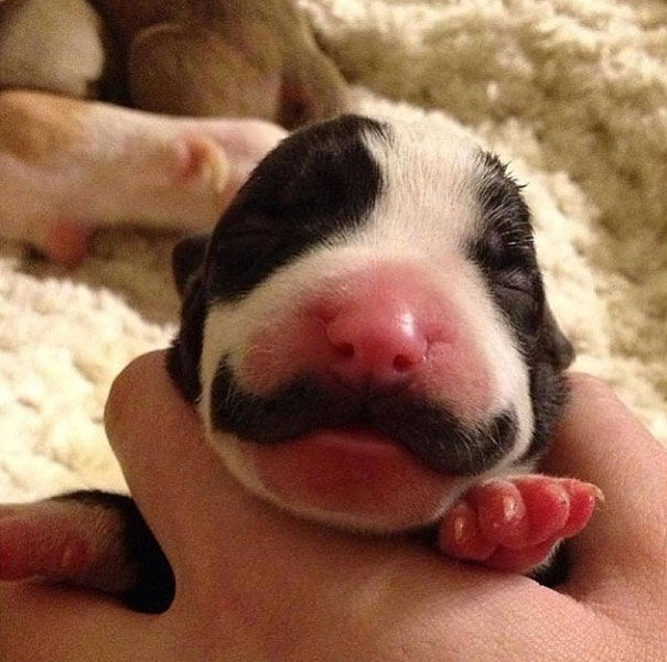 Moustached Puppy Grows Into The Classiest Dog Ever