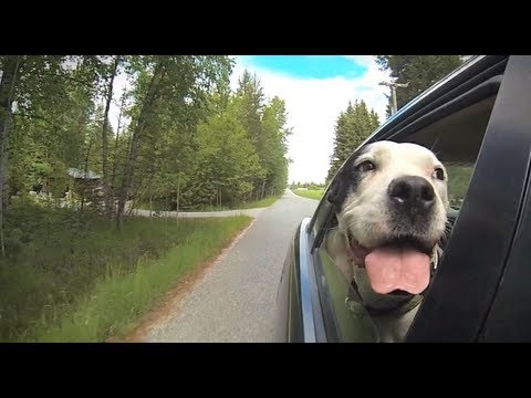 Dogs Hanging Their Heads Out of Car Windows Will Brighten Your Day