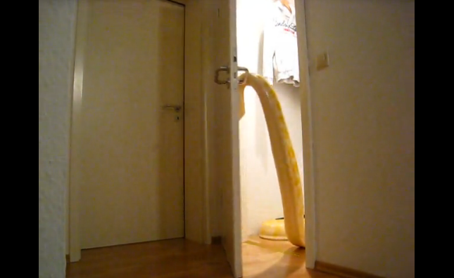 Snake Opening Door Video Is Mankind's End