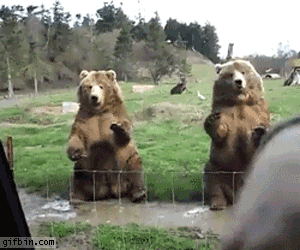 Bears Being Awesome Gif's