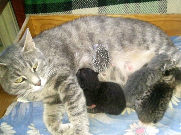 Cat Adopts An Abandoned Hedgehog 