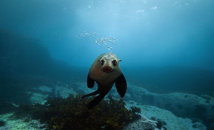 Happiness-Inducing Photos of Australian Fur Seals 
