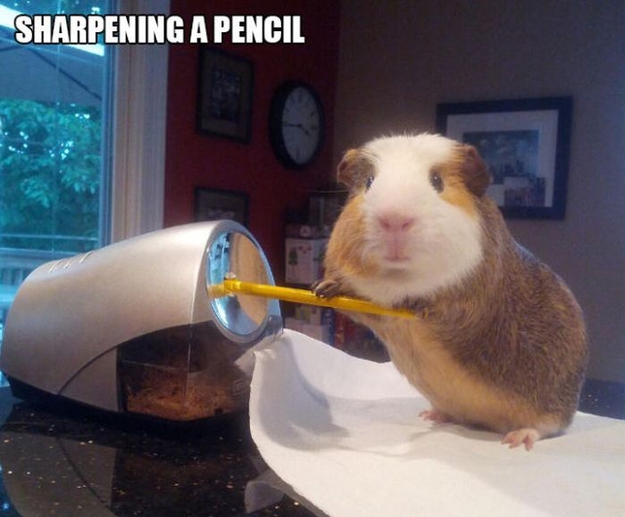 Stuff Guinea Pig Does 