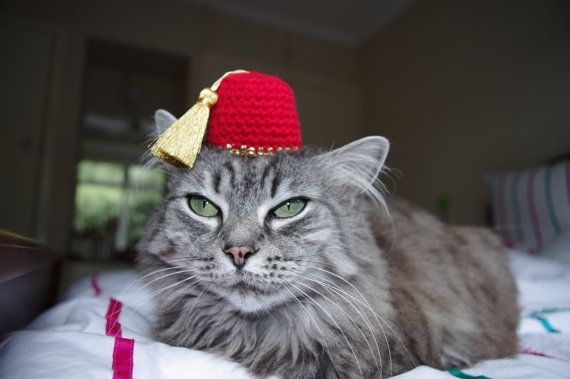 A Selection Of Funny Hats On Even Cuter Cats 