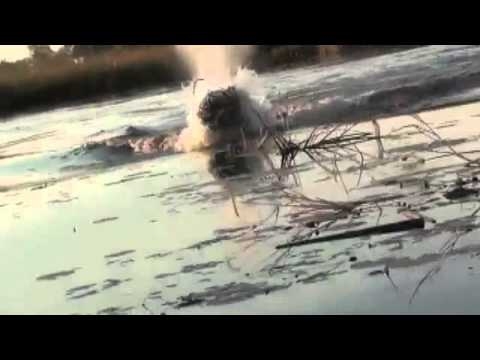 Hippo swims after a passing boat with surprising speed