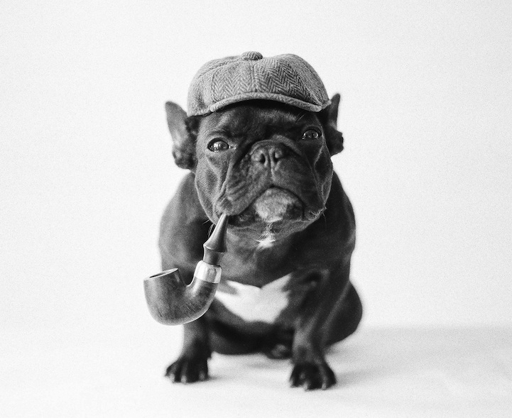 Meet Trotter: The French Bulldog That's a Master of Disguise