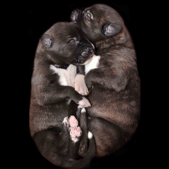 Newborn Puppies, By Traer Scott. Cuteness Overload!