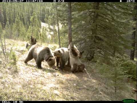 Hidden camera footage of bears congregating around a tree to scratch t