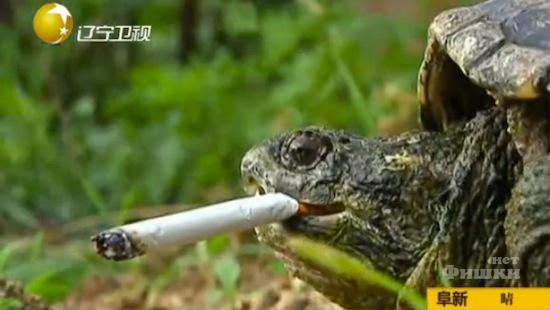 Turtle smokes 10 cigarettes a day [video]