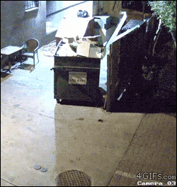 Latest Viral News! Here's A Bear, Stealing A Dumpster