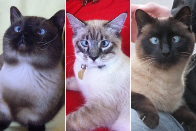 12 Cross Eyed Kitties to Make Your Day