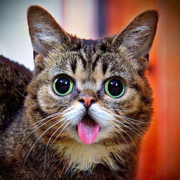 This Cat Loves to Stick its Tongue Out