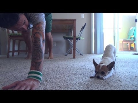 Dog Does Yoga With Owner 