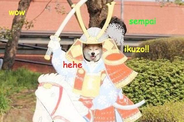 Ridiculous Shibe GIFs to Confuse and Amuse You