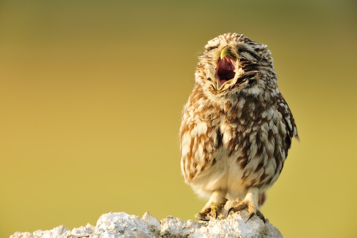 Incredibly Expressive Owl Photography