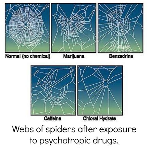 Spiders on Drugs.  VIDEO!