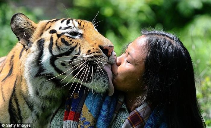 Friendship between tiger and a man