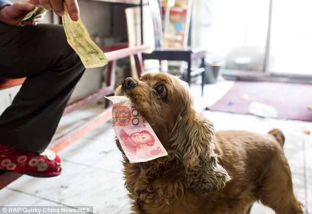 Very clever dog who knows how to spend money