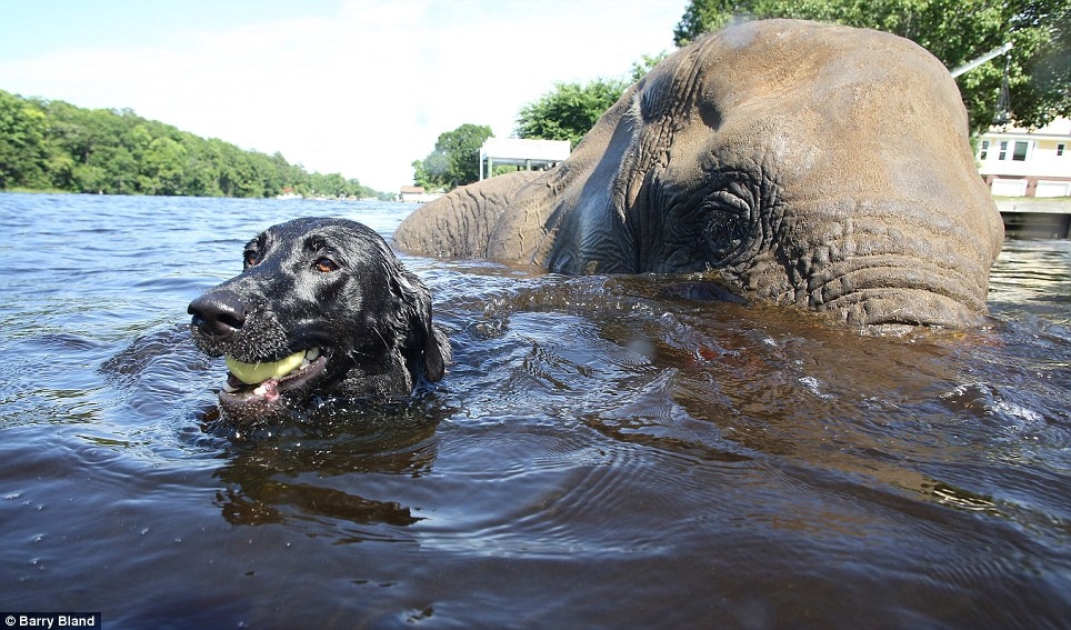 Friendship between a dog and an elephant