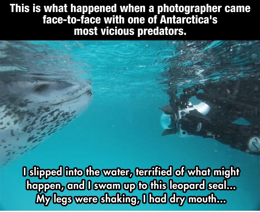 This Terrified Diver Prepares For Death As A Predator Approaches, When