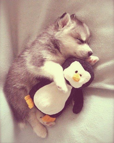 20 Puppies Cuddling With Their Stuffed Animals During Nap Time