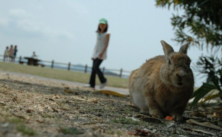 Ōkunoshima – Bunny Island