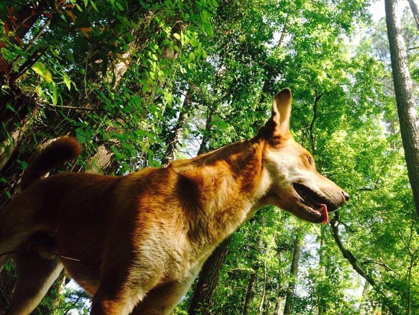 This Dog saved his family from a snake