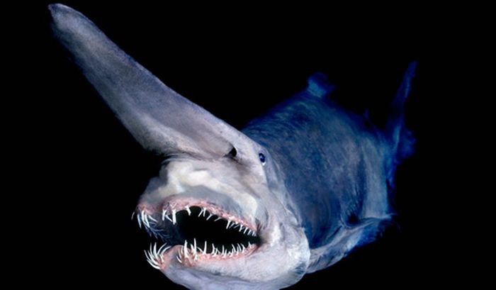 The 12 Most Terrifying Things Living In The Ocean