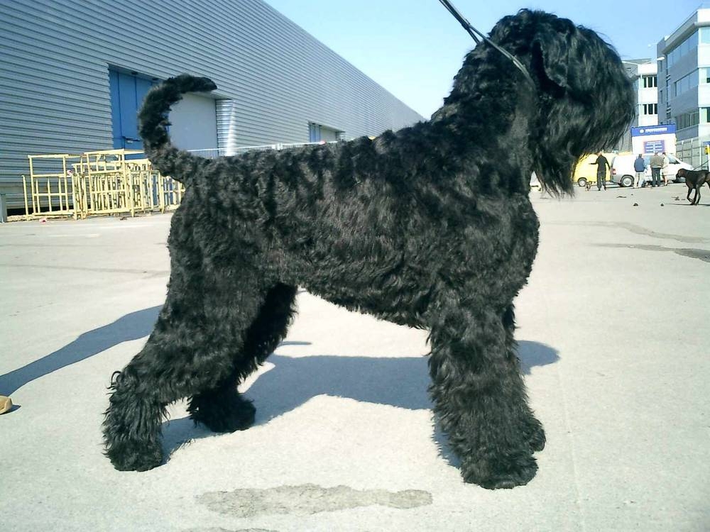 Black Russian Terrier 