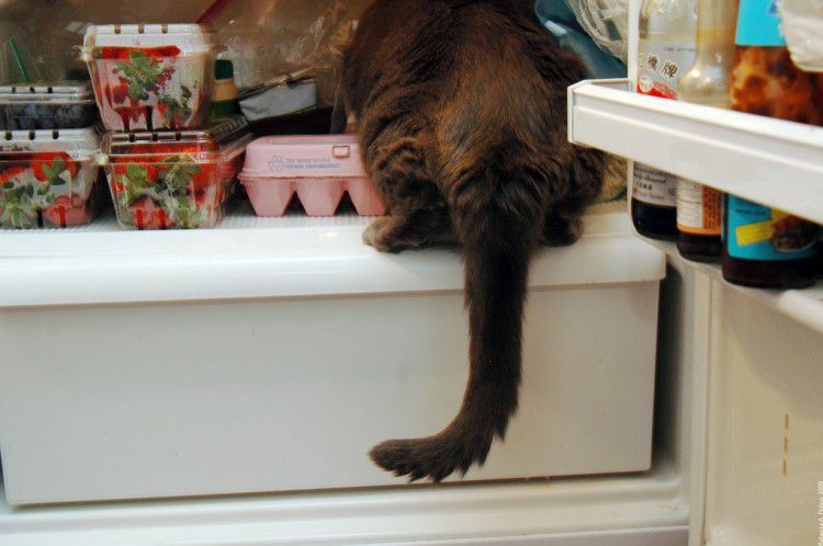 13 Clever Pets That Might Actually Be Smarter Than All Of Us.