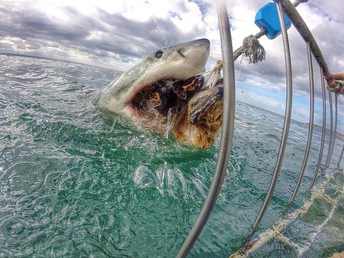 Shark Gets A Closeup