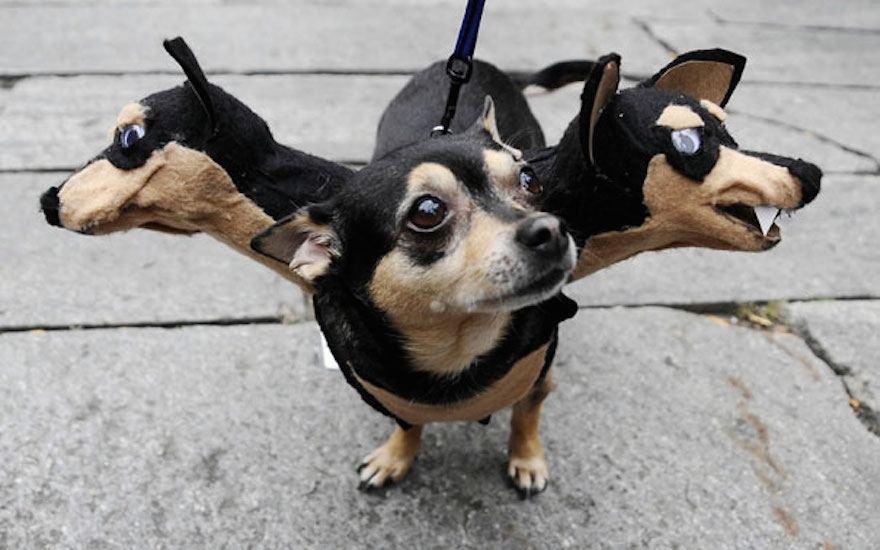 25 Terrifying Cute Halloween Costumes For Pets